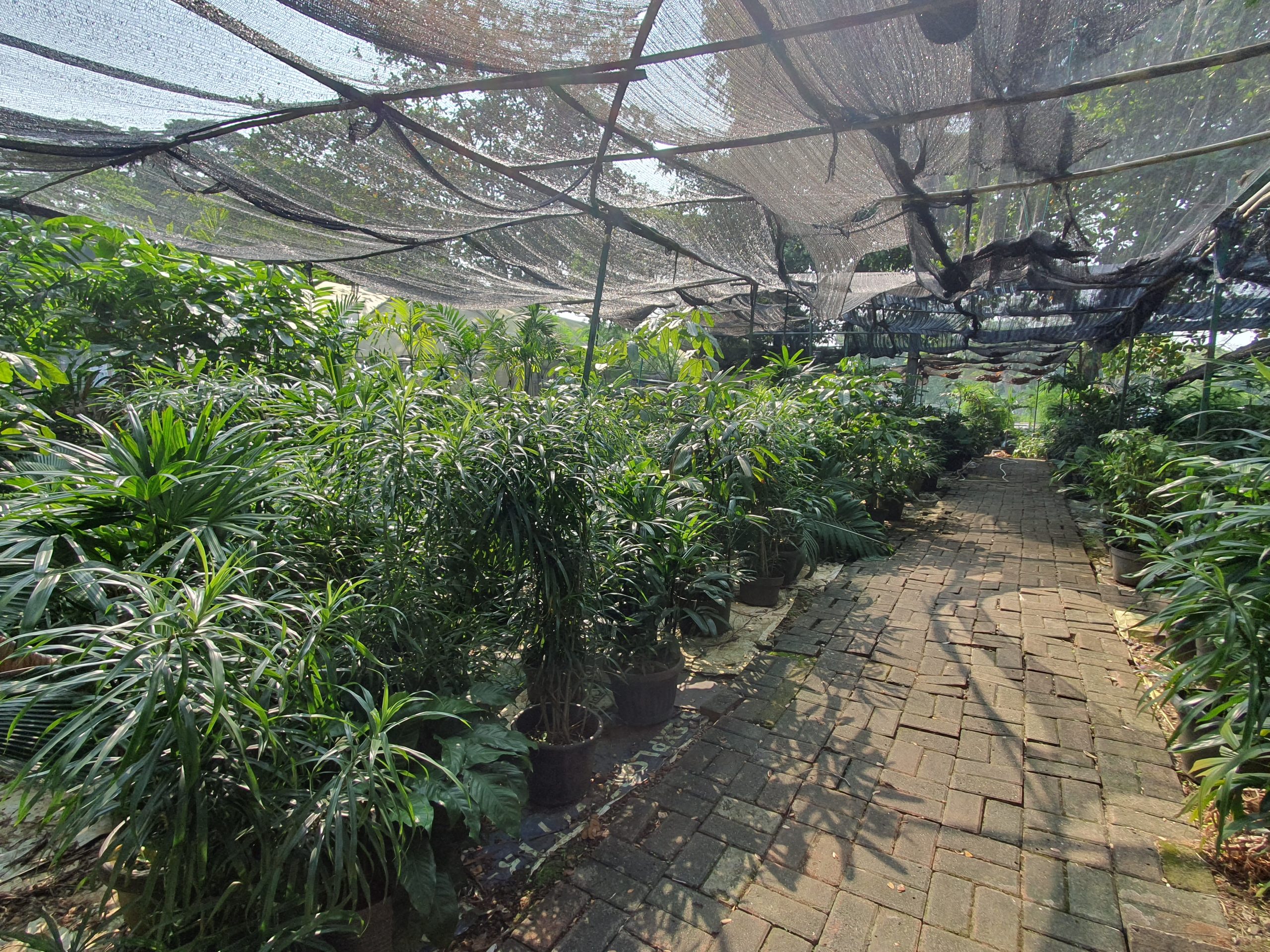 Plant Nursery which cultivates various indigenous as well as non-indigenous plants such as drasena bambu and sirih gading